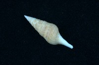 藏品(狄氏捲管螺)的圖片